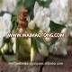 Suppliers of Jasmine perfume oil